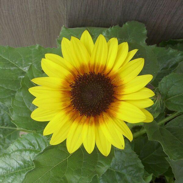 Sol Seeker - Honey: 7.5 inch Pot Sol Seeker - Honey: 7.5 inch Pot