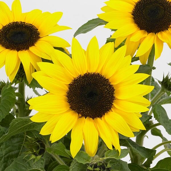 SunBuzz: 6 inch pot SunBuzz: 6 inch pot