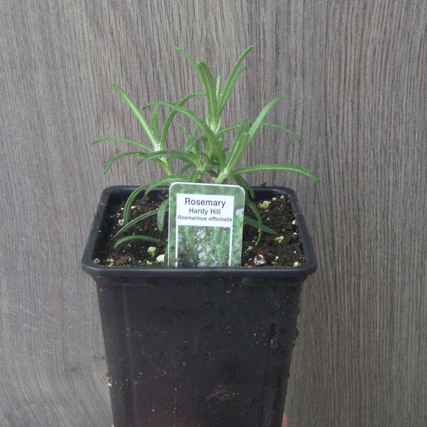 Hardy Hill: 3.5 inch pot