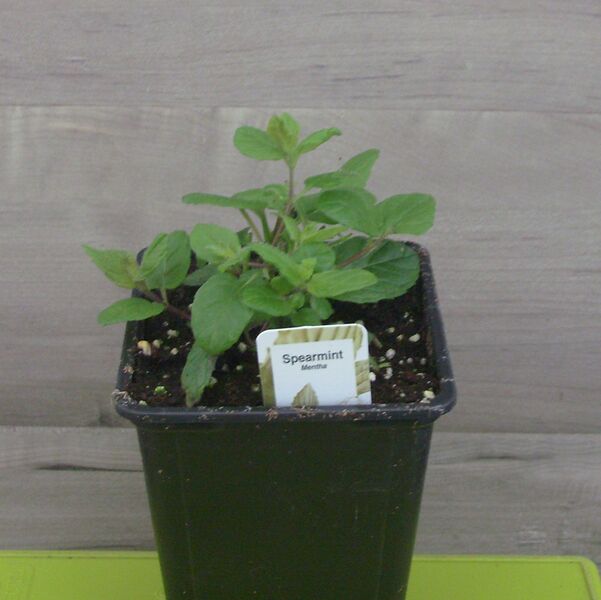 Spearmint: 3.5 inch pot