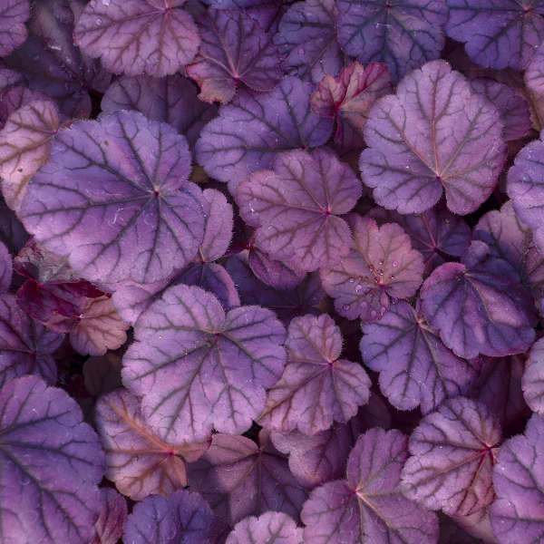 Pink Panther - Perennials - Sunshine Express Garden Centre, Niagara-on