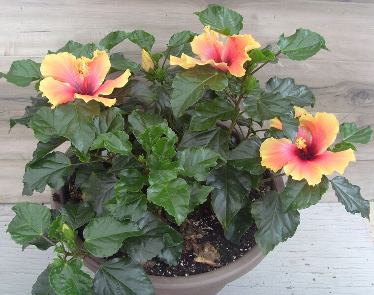 Tangerine Paradise: 16 inch Planter