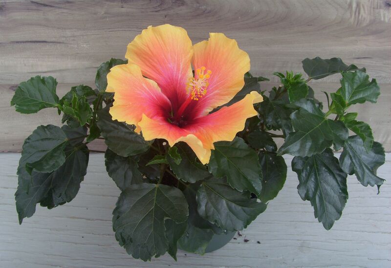 Tangerine Paradise: 6.5 inch pot Tangerine Paradise: 6.5 inch pot