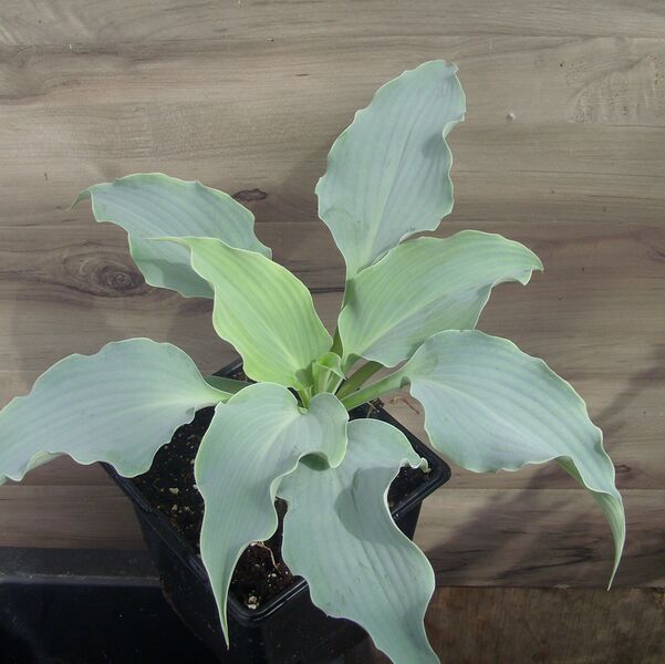 Dancing with Dragons: 5.5 inch pot