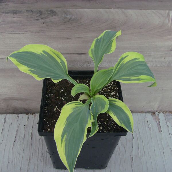 Lakeside Dragon Fly: 5.5 inch pot Lakeside Dragon Fly: 5.5 inch pot