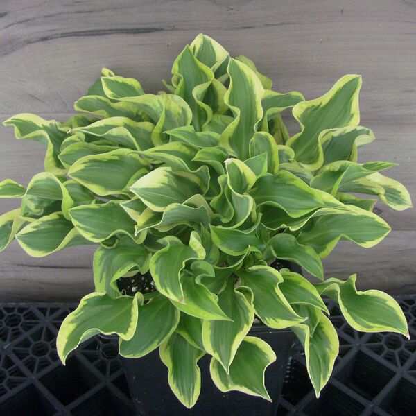 Wrinkle in Time: 5.5 inch pot