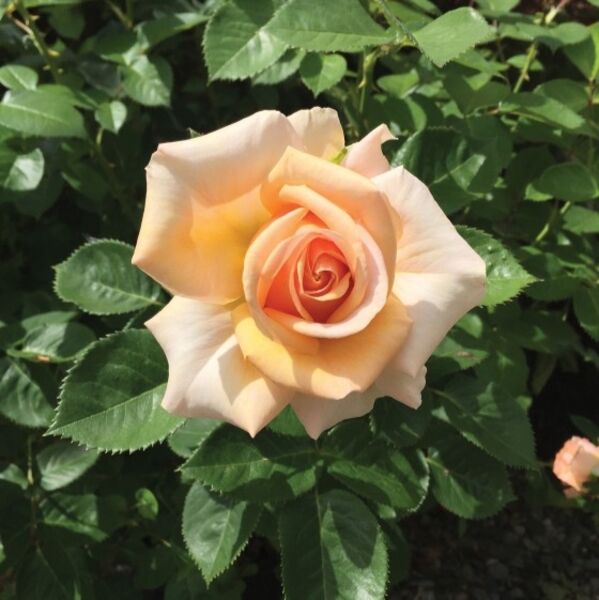 Devotion: 2 Gallon Pot Devotion: 2 Gallon Pot