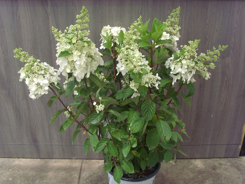 Pinky Winky Prime: 2 Gallon Pot Pinky Winky Prime: 2 Gallon Pot