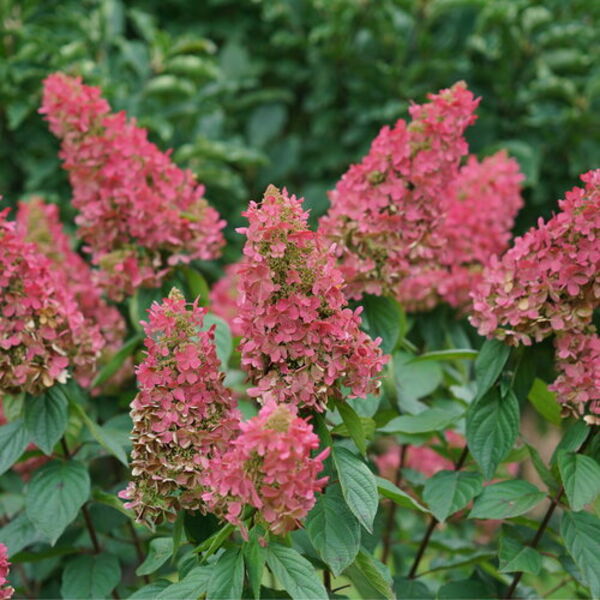 Pinky Winky Prime: 2 Gallon Pot Pinky Winky Prime: 2 Gallon Pot