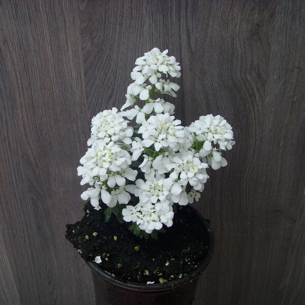 White Shadow: 4.5 inch (quart)