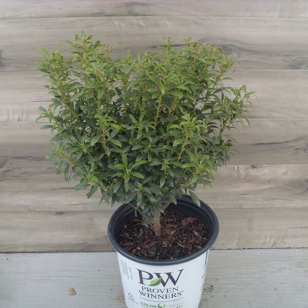 Inkberry Holly - Strong Box: 2 Gallon Pot