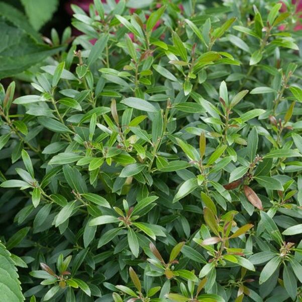 Inkberry Holly - Strong Box: 2 Gallon Pot