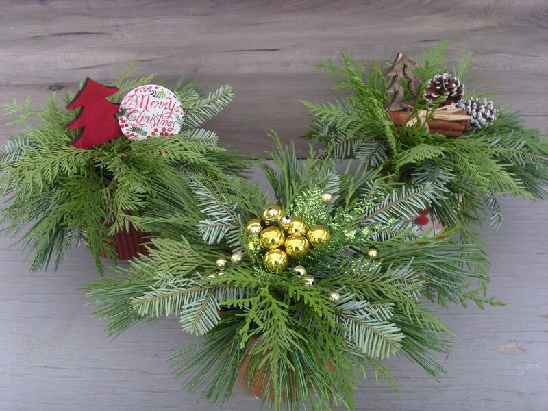 Assorted 4" Oasis Evergreen : 4 inch pot