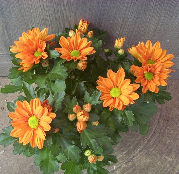 Orange Fleurette: 4 inch pot