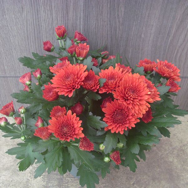 Orange cushion: 4 inch pot