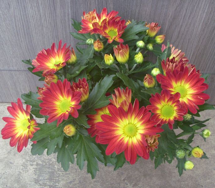 Pelee mum: 4 inch pot