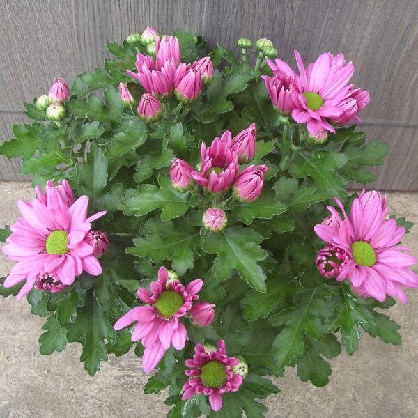 Pink: 4 inch pot Pink: 4 inch pot