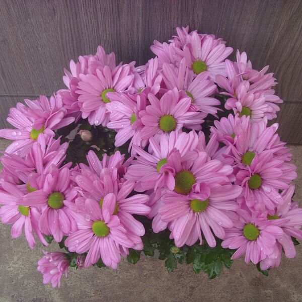 Pink Fleurette: 4 inch pot