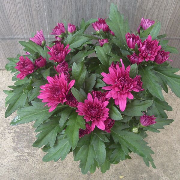 Purple: 4 inch pot