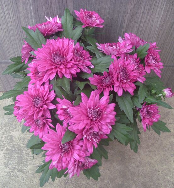 Purple cushion: 4 inch pot