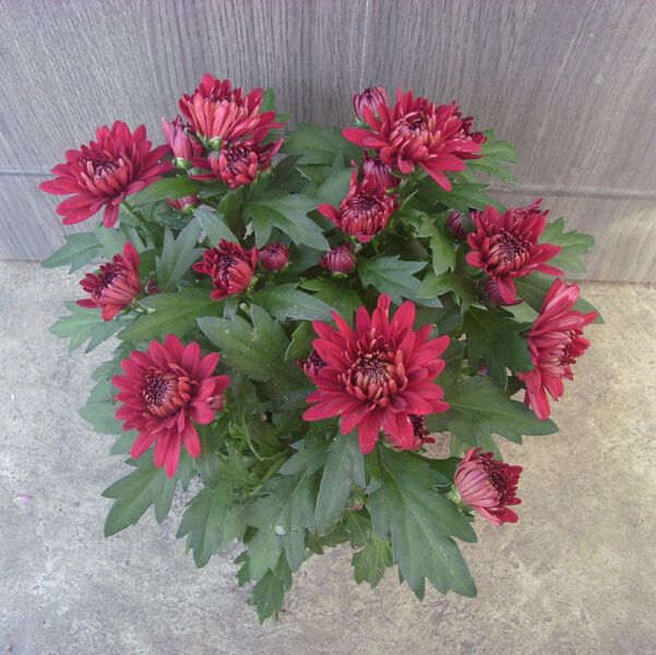 Dark Red cushion: 4 inch pot