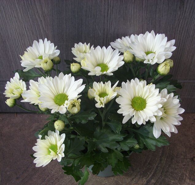 White Fleurette: 4 inch pot