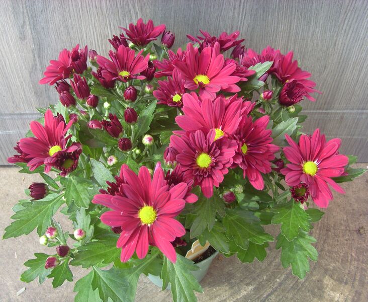 Dark Red Fleurette: 4 inch pot