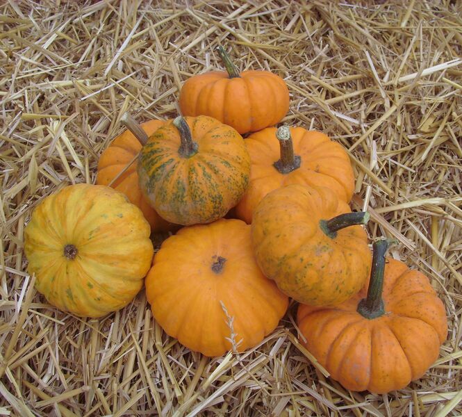 Mini Jacks - Mini Orange Pumpkins:  