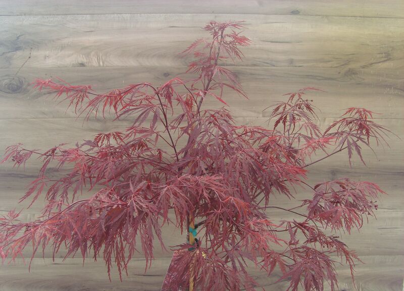 Red Dragon (Weeping): 2 Gallon Pot Red Dragon (Weeping): 2 Gallon Pot