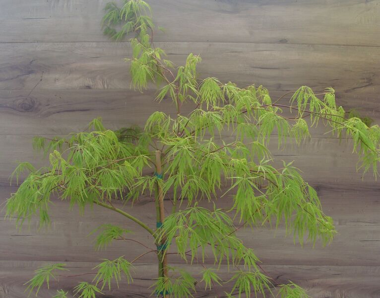Viridis (Weeping): 2 Gallon Pot Viridis (Weeping): 2 Gallon Pot