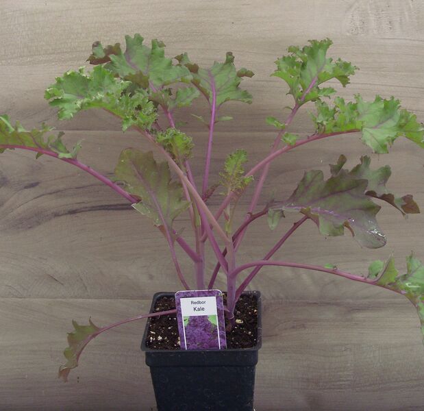 Red Bor: 3 inch pot