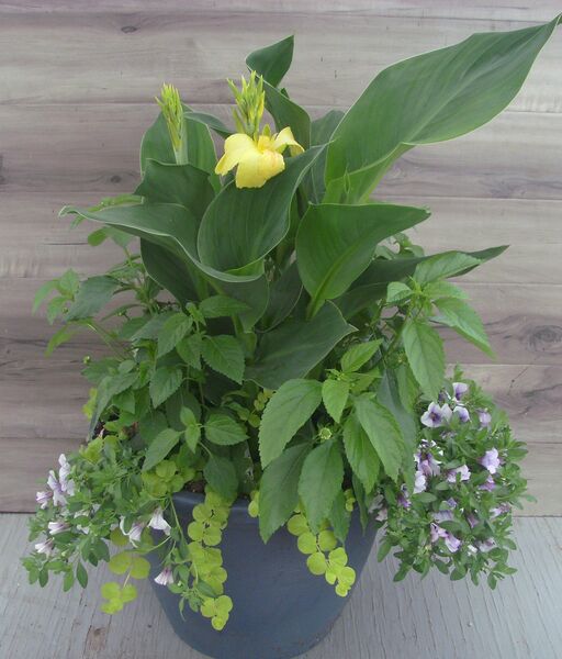 Butterscotch Glow/White Mix in a gun grey pot: 16 inch Planter Butterscotch Glow/White Mix in a gun grey pot: 16 inch Planter