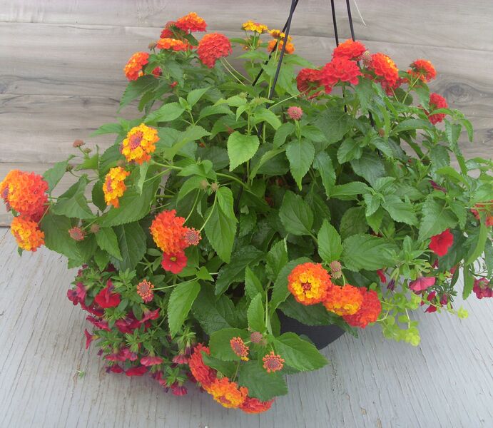 Orange Flame and Red Mix in a Black Basket: 13 inch Hanger Orange Flame and Red Mix in a Black Basket: 13 inch Hanger