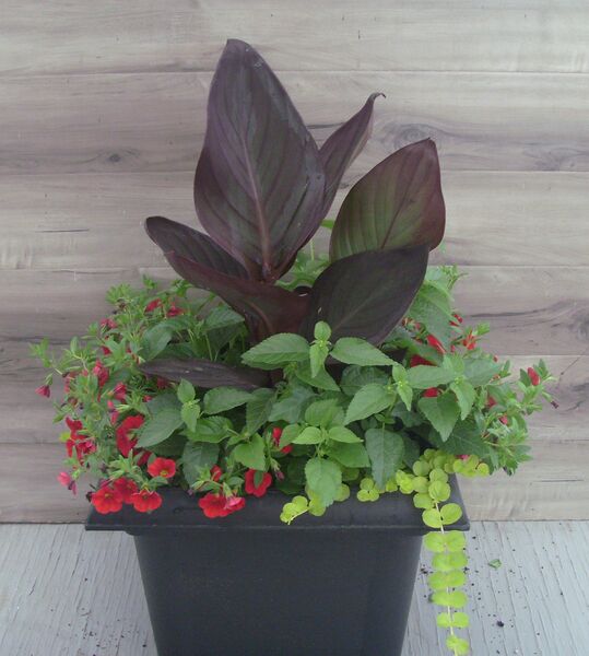 Orange Flame/Red Mix in a black pot: 16 inch Planter Orange Flame/Red Mix in a black pot: 16 inch Planter