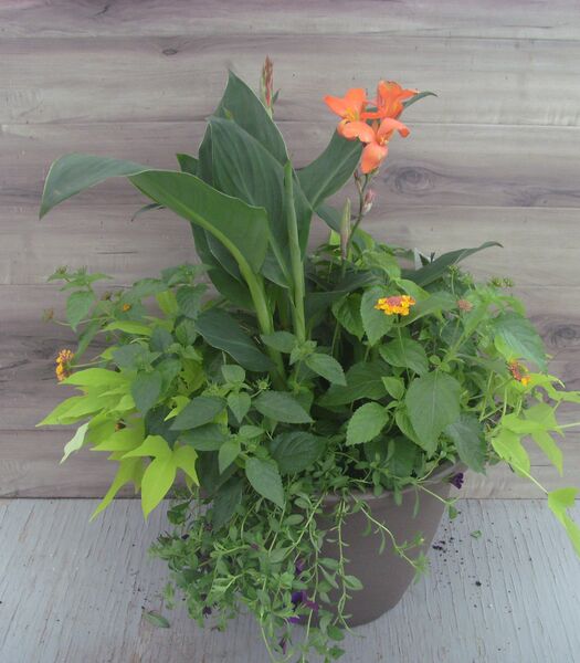 Orange Flame/Rose Gold Mix in a cappucino pot: 16 inch Planter
