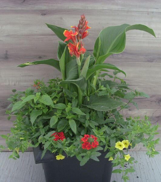 Orange Flame/Yellow Mix in a black pot: 16 inch Planter Orange Flame/Yellow Mix in a black pot: 16 inch Planter