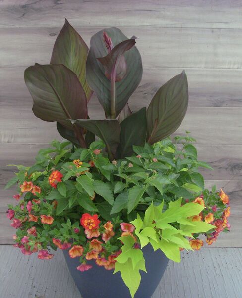 Red/Rose Gold Mix in an gun grey pot: 16 inch Planter Red/Rose Gold Mix in an gun grey pot: 16 inch Planter