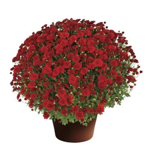 Hailey Red Bronze - Red Cushion: 10 inch pot