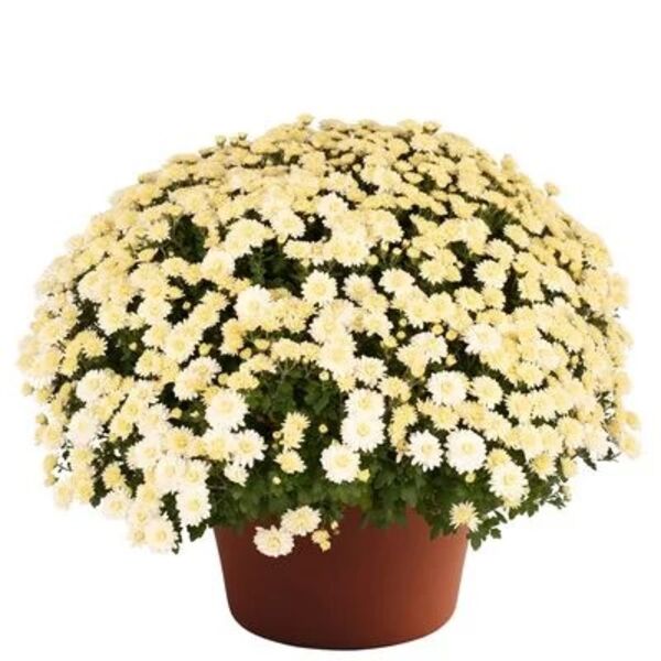 Wilma White - White Cushion: 10 inch pot