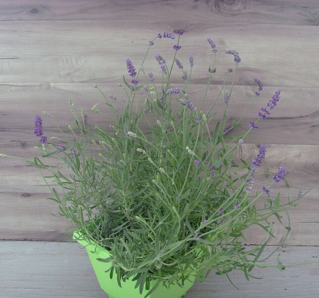 Ellagance Purple: 8 inch Pot