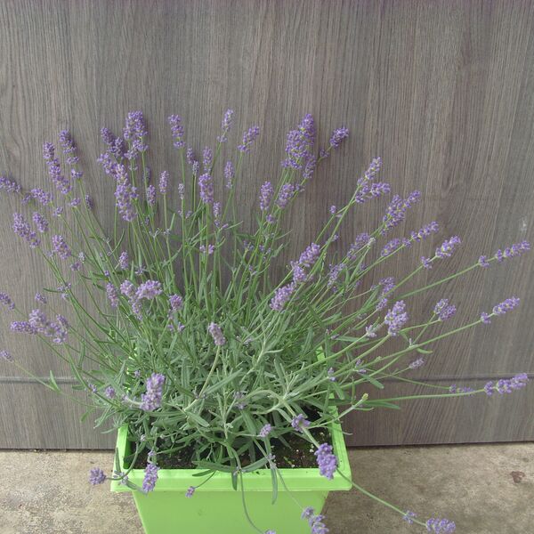 Essence Purple: 8 inch Pot