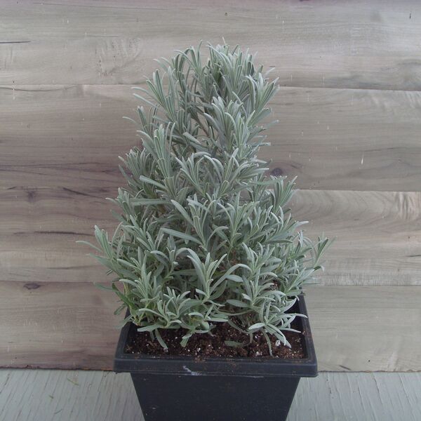 Lavender Tree: 8 inch Pot