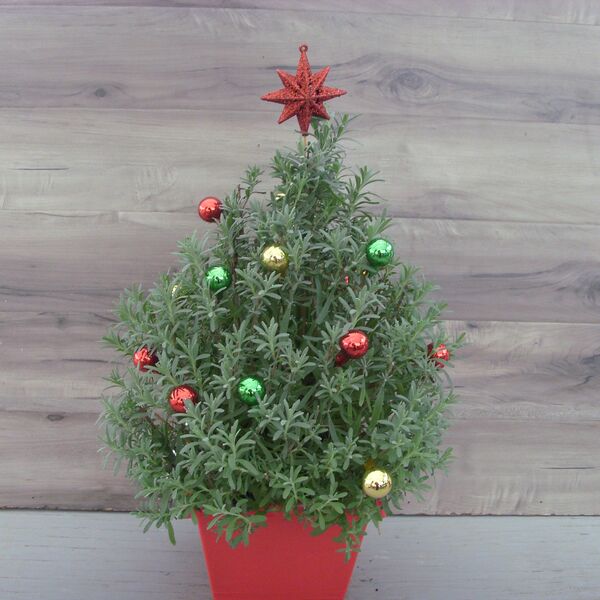 Lavender Christmas Tree - Decorated: 8 inch pot