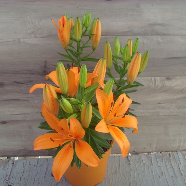 Matrix Orange: 5.5 inch pot