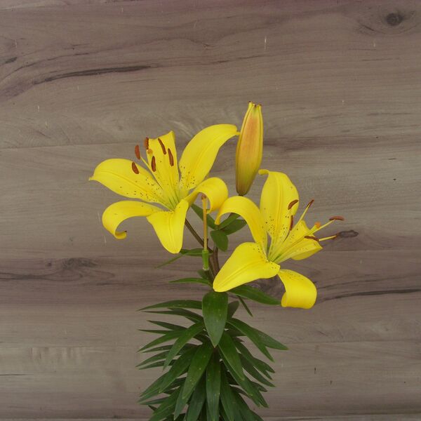 Matrix Golden: 5.5 inch pot Matrix Golden: 5.5 inch pot