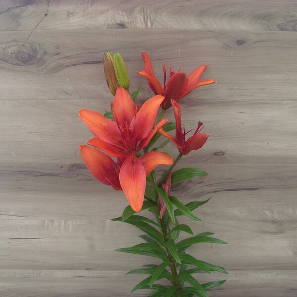 Red Twin: 5.5 inch pot Red Twin: 5.5 inch pot