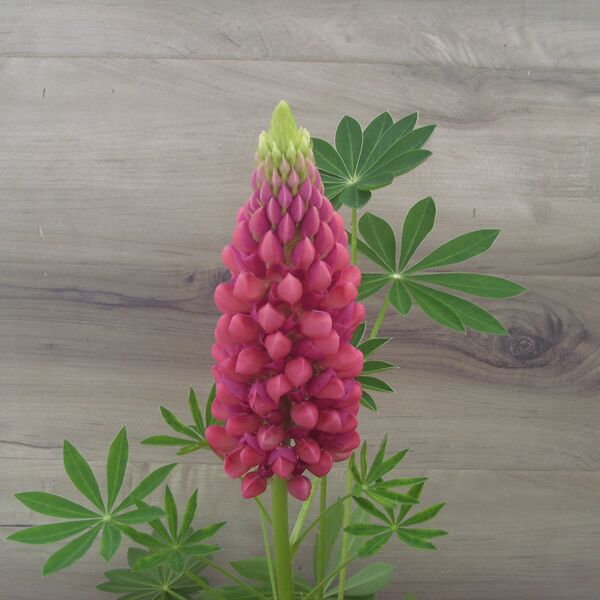 Gallery Red: 5.5 inch pot