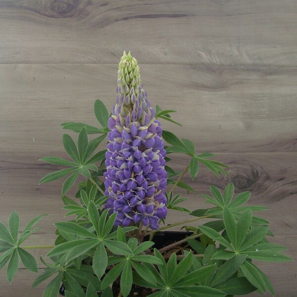 Gallery Blue: 5.5 inch pot