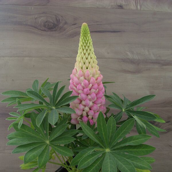 Gallery Pink: 5.5 inch pot