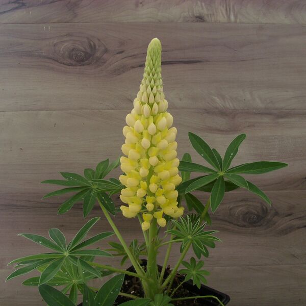 Gallery Yellow: 5.5 inch pot